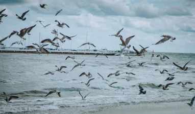 pexels-daniel-zabinski-2151650935-31840005